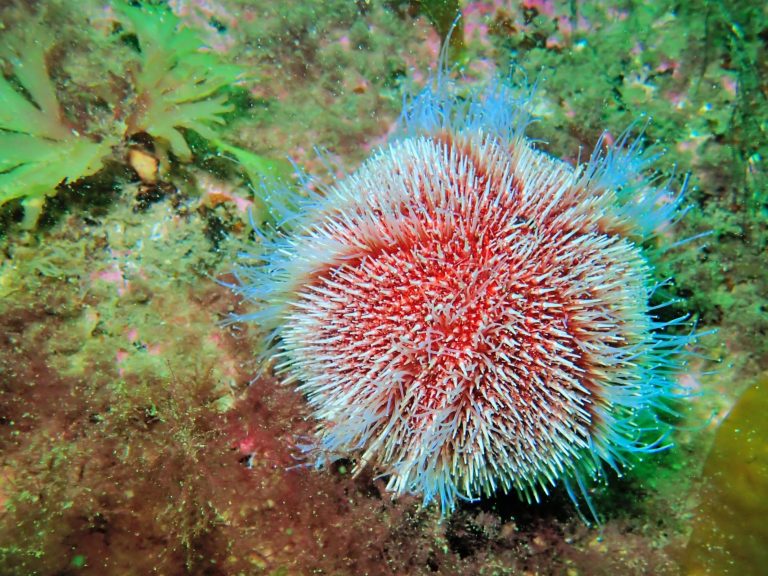 Common Urchin